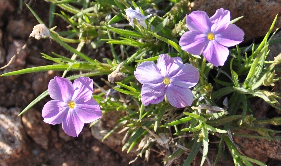 Изображение особи Phlox sibirica.