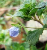 Veronica persica