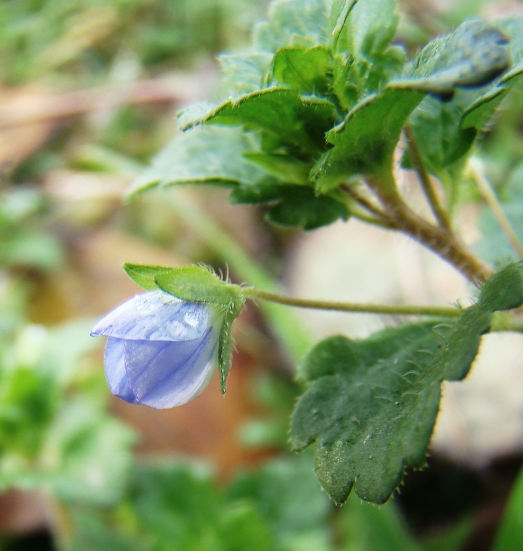 Image of Veronica persica specimen.