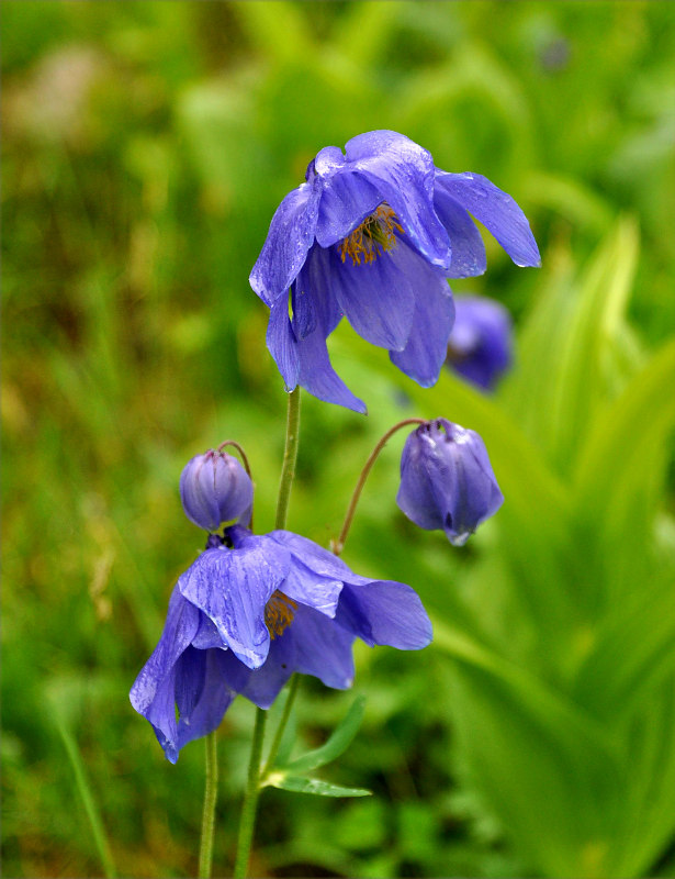 Изображение особи Aquilegia glandulosa.