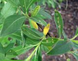 Salix gmelinii