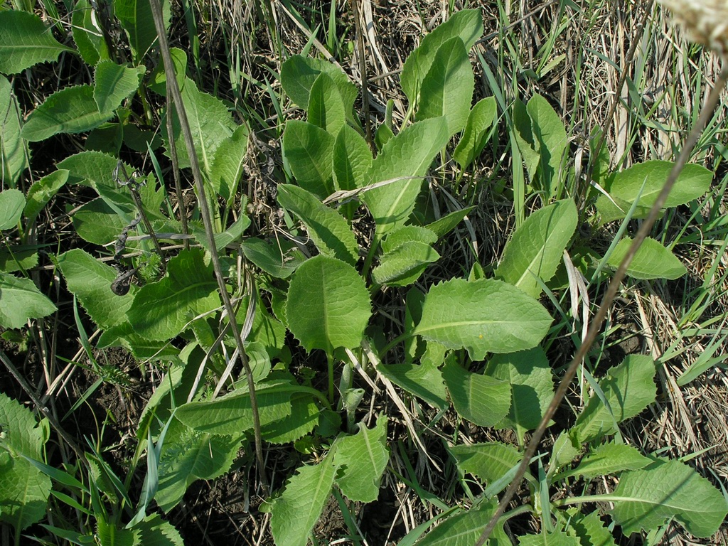 Image of Klasea lycopifolia specimen.