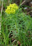 Euphorbia cyparissias