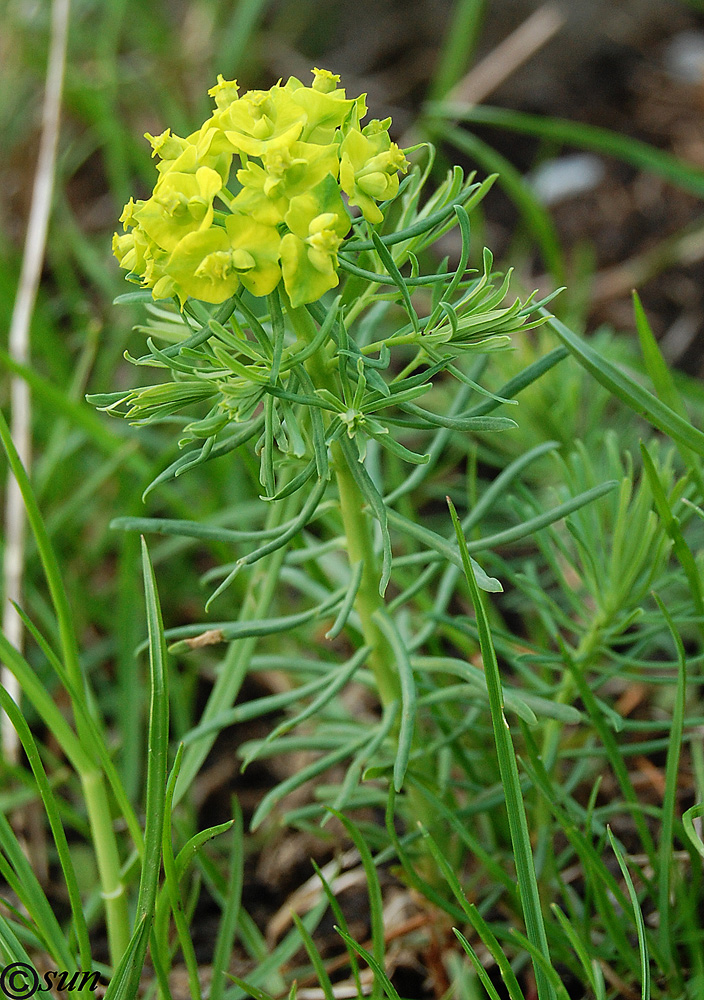 Изображение особи Euphorbia cyparissias.