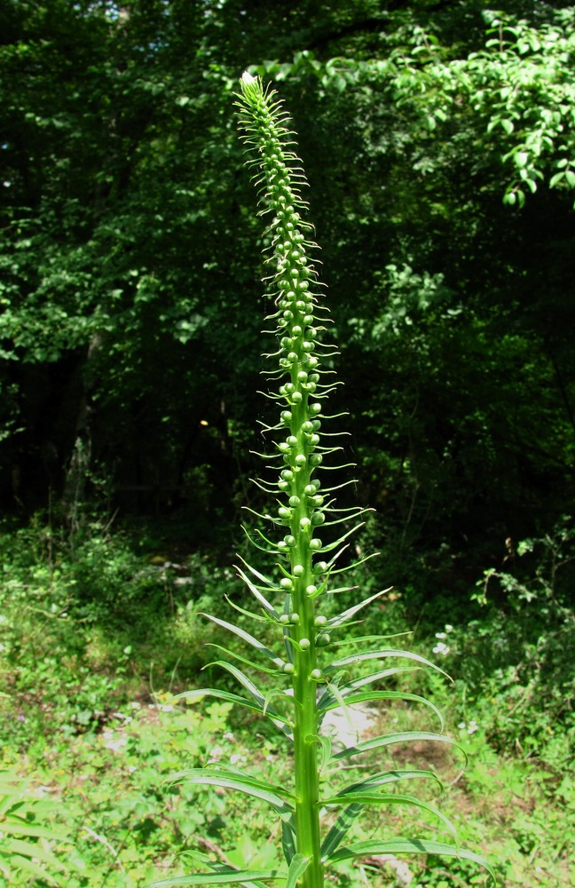 Image of Digitalis schischkinii specimen.