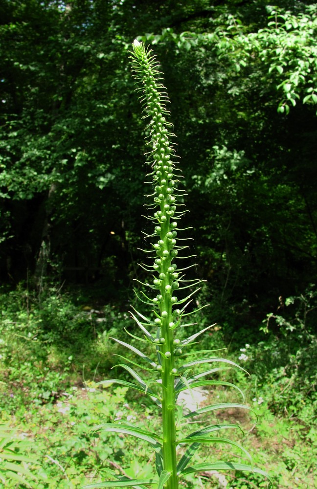 Изображение особи Digitalis schischkinii.