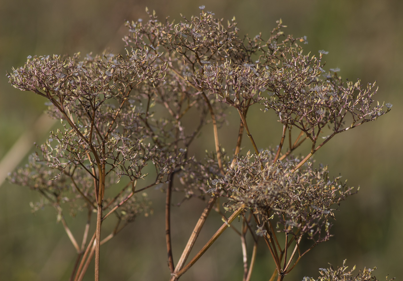 Image of Valeriana wolgensis specimen.