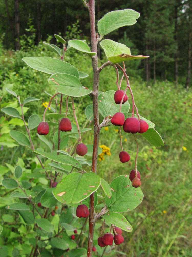 Image of Cotoneaster melanocarpus specimen.