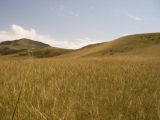 Stipa capillata