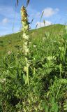 Pedicularis sibthorpii. Плодоносящее растение. Адыгея, Кавказский биосферный заповедник, склон горы Абадзеш, ≈ 2200 м н.у.м., альпийский луг. 27.06.2015.