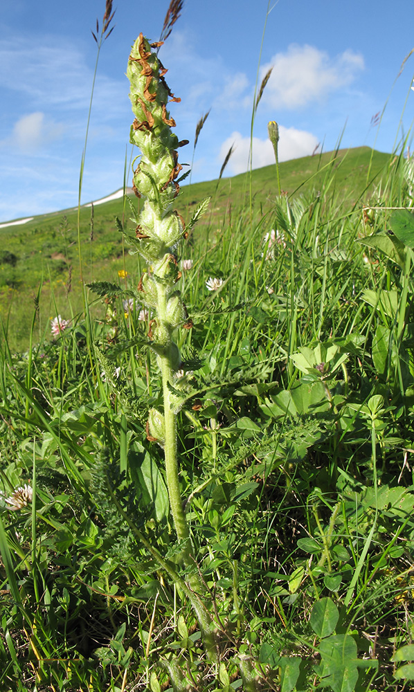 Изображение особи Pedicularis sibthorpii.