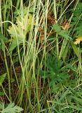 Geranium collinum