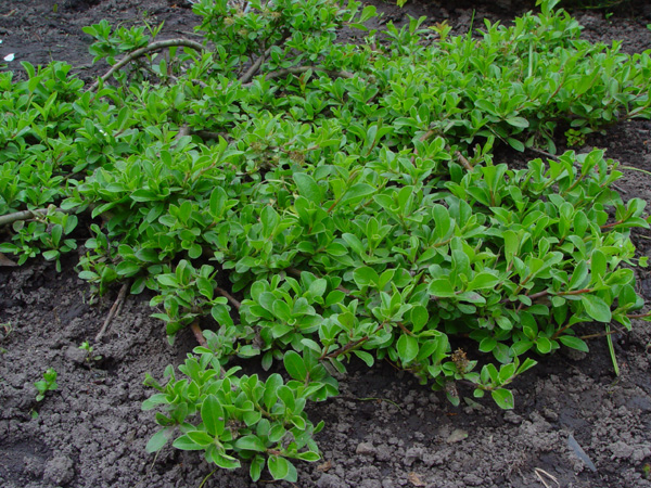 Image of genus Salix specimen.