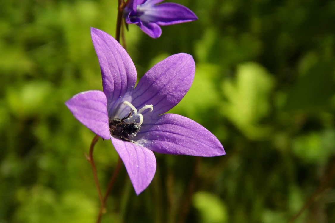 Изображение особи Campanula patula.