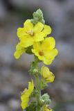 Verbascum songaricum. Цветки. Южный Казахстан, горы Алатау (Даубаба), Скалистое ущелье. 27.06.2014.