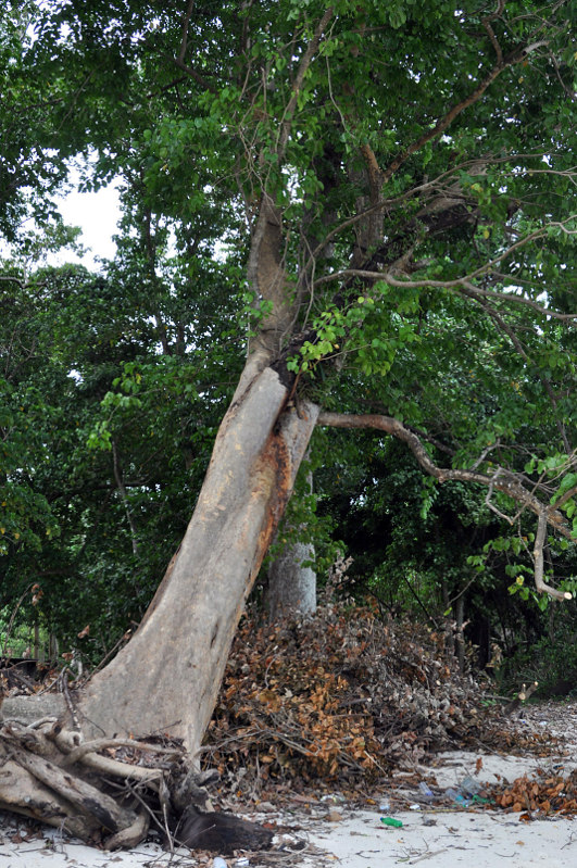 Image of Intsia bijuga specimen.