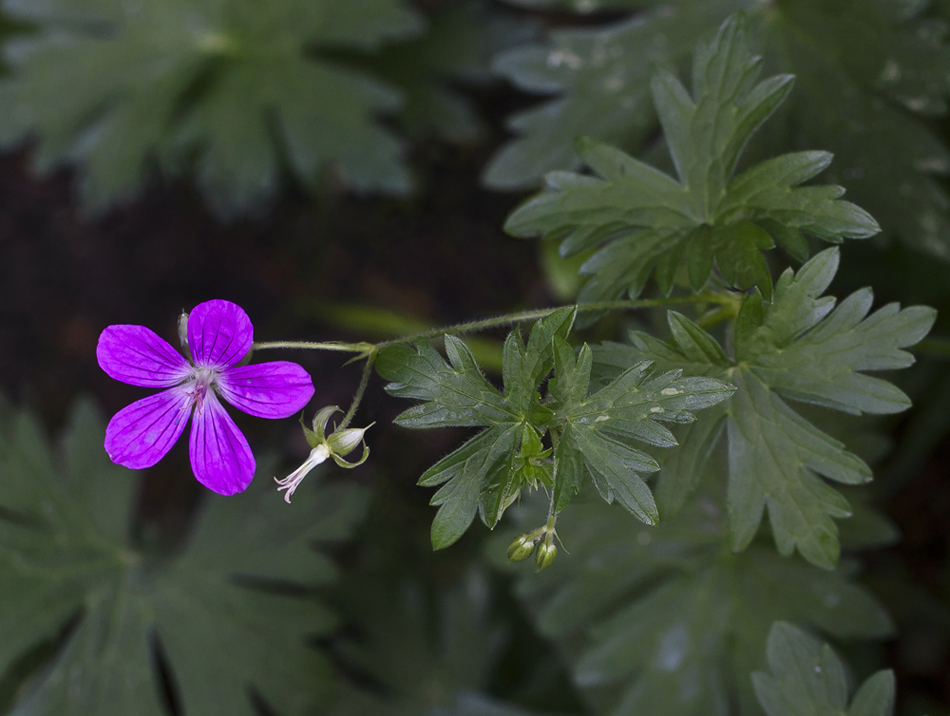 Изображение особи Geranium palustre.