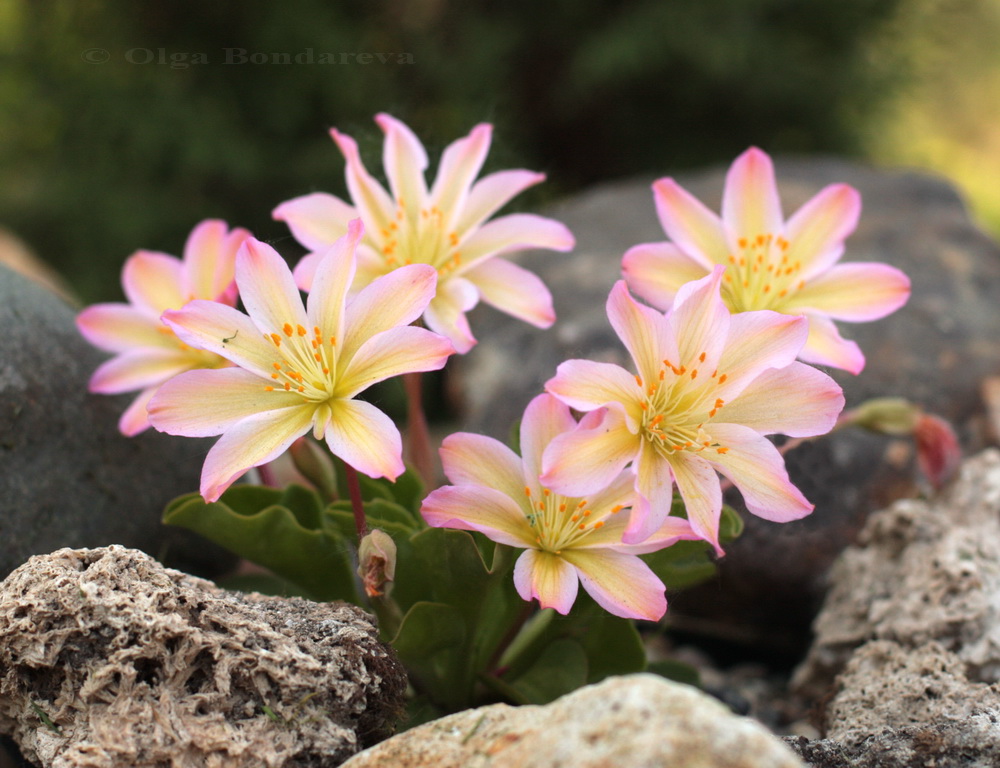 Image of Lewisia tweedyi specimen.