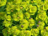 Euphorbia cyparissias. Часть соцветия с жуками-кожеедами из рода Anthrenus. Иркутск, дворовая территория, в культуре. 26.05.2014.