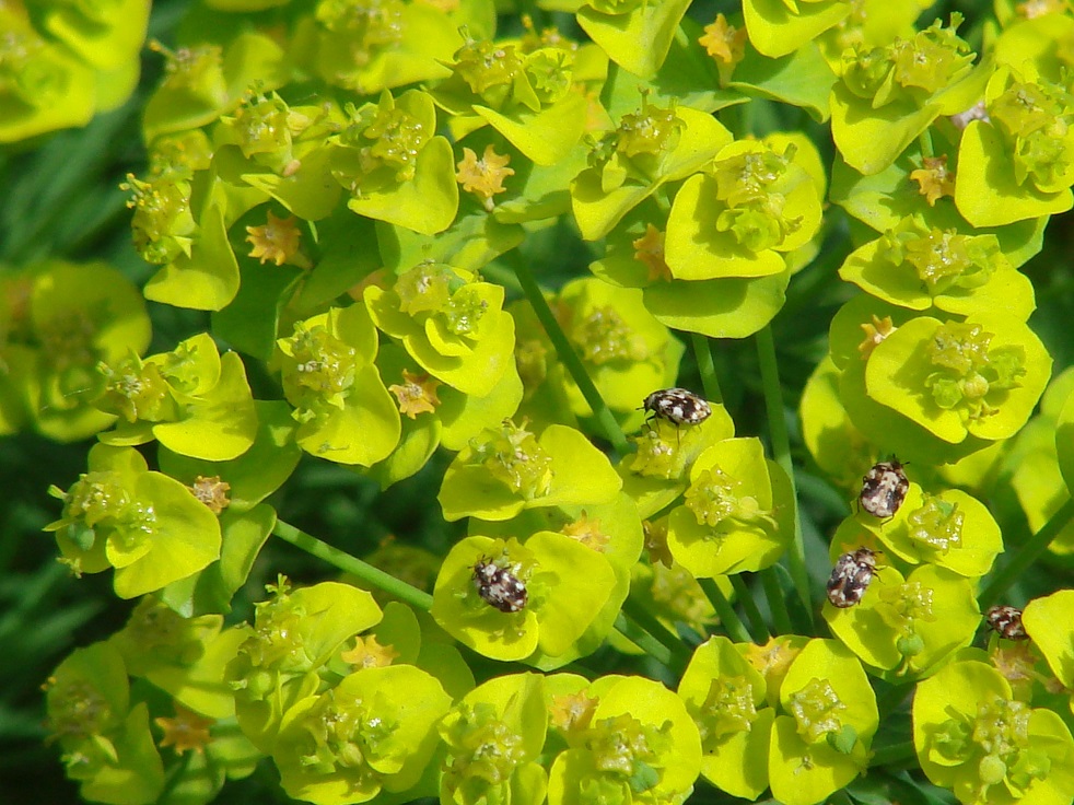 Изображение особи Euphorbia cyparissias.