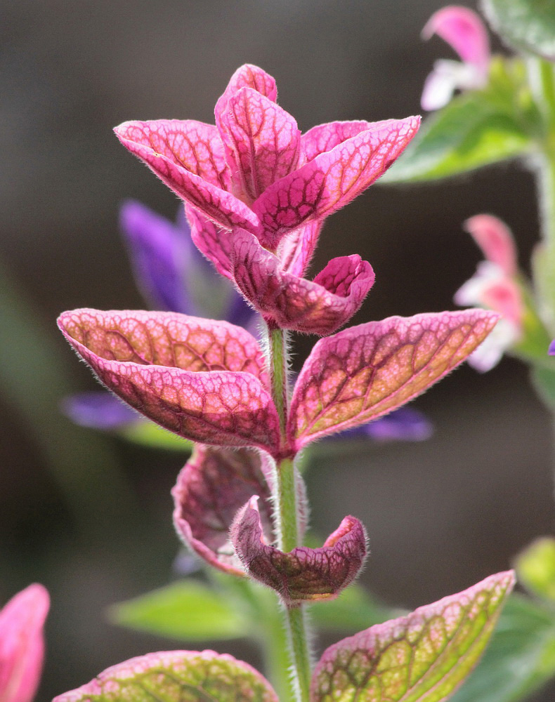 Изображение особи Salvia viridis.