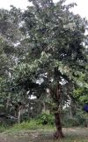 Pterospermum diversifolium