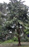 Pterospermum diversifolium. Взрослое дерево. Андаманские острова, остров Лонг, опушка влажного тропического леса. 07.01.2015.