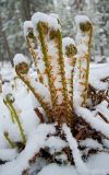 Dryopteris expansa. Розетка разворачивающихся вай, присыпанных снегом. Бурятия, Байкальский заповедник, нижняя часть северного склона хр. Хамар-Дабан, водораздел рек Осиновка и Ушаковка, темнохвойная тайга, осветленный участок склона. 19.05.2014.