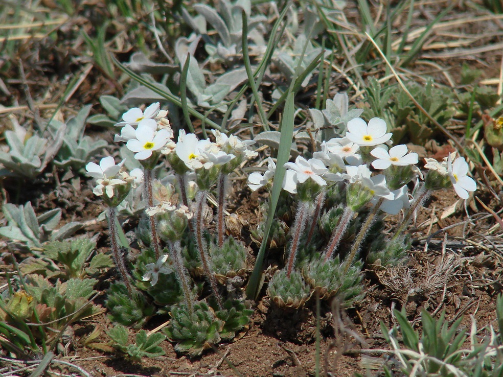 Image of Androsace incana specimen.