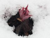 Pulmonaria obscura. Появившиеся из-под снега разворачивающиеся листья. Мурманск, МГГУ, в культуре. 28.04.2015.