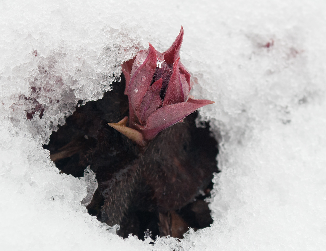 Image of Pulmonaria obscura specimen.