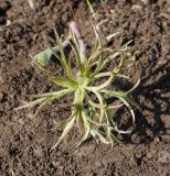 Pulsatilla multifida