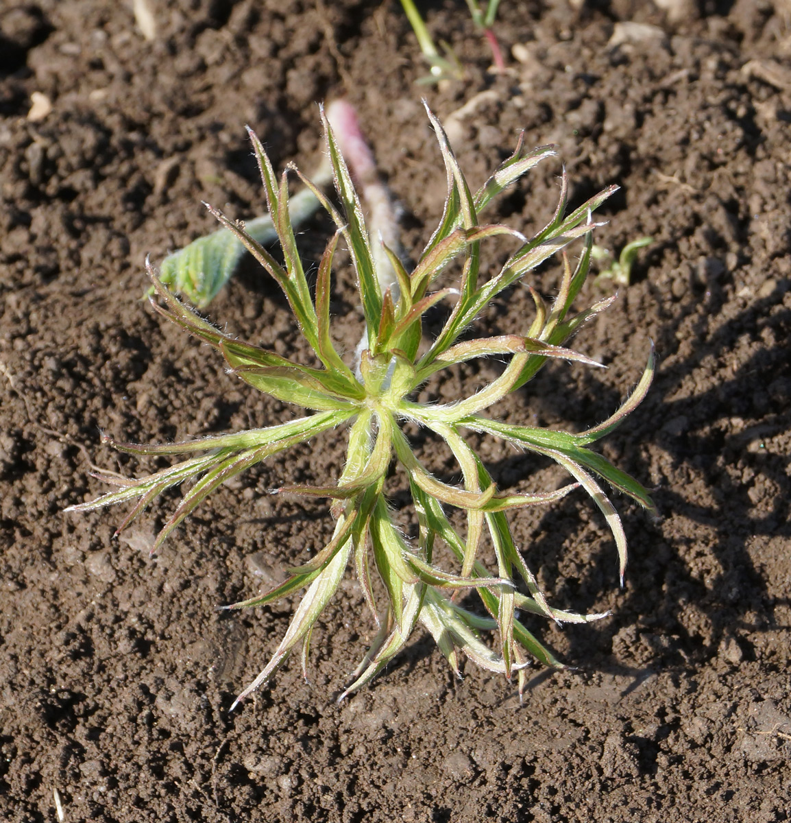 Изображение особи Pulsatilla multifida.