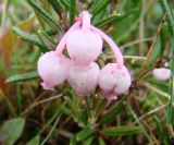 Andromeda polifolia