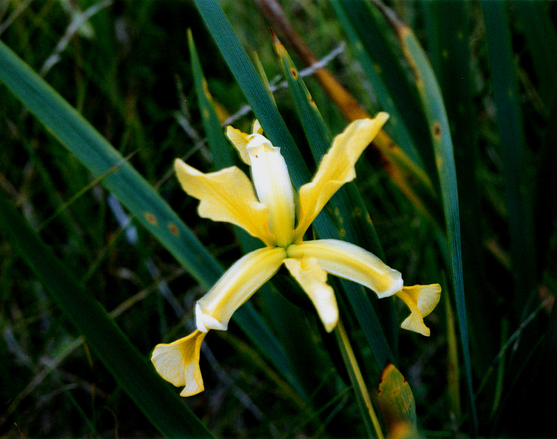 Изображение особи Iris halophila.