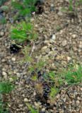 Chamaerhodos erecta