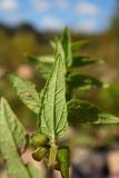 Scutellaria galericulata. Лист (нижняя сторона) с плодами в его пазухе. Новгородская обл., г. Боровичи, правый берег р. Мста недалеко от Бобровских гор. 06.09.2015.