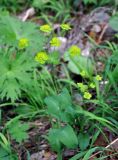 Bupleurum longifolium подвид aureum. Цветущее растение. Тува, Тоджинский р-н, долина р. Аржаан-Хем, ≈ 1600 м н.у.м., опушка хвойного леса. 08.07.2015.