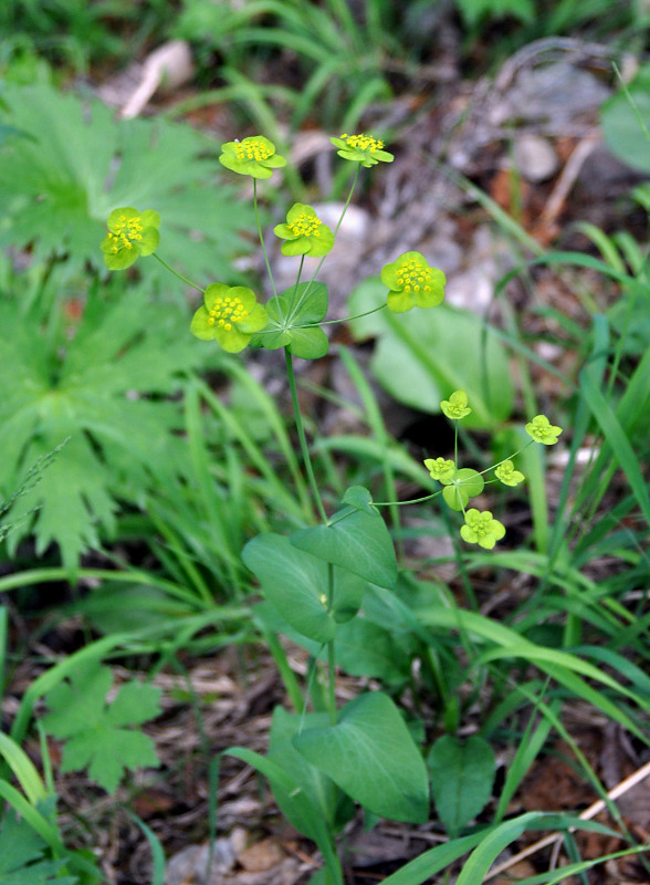 Изображение особи Bupleurum longifolium ssp. aureum.