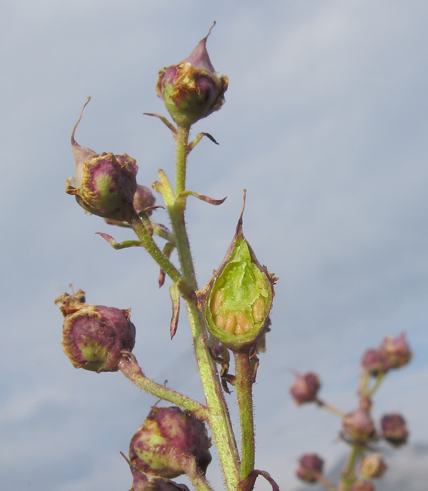 Image of Scrophularia ruprechtii specimen.