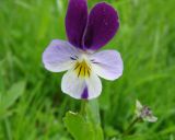 Viola tricolor. Цветок. Ленинградская обл., Выборгский р-н, окр. ст. Лейпясуо, садоводство \"Флора\". 22.05.2010.