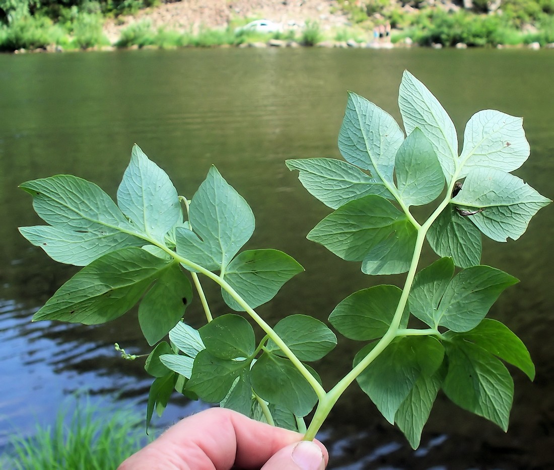 Изображение особи Corydalis gigantea.