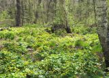 Caltha silvestris