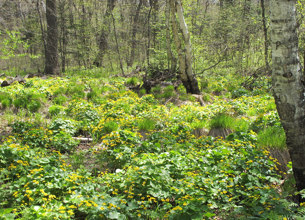 Изображение особи Caltha silvestris.