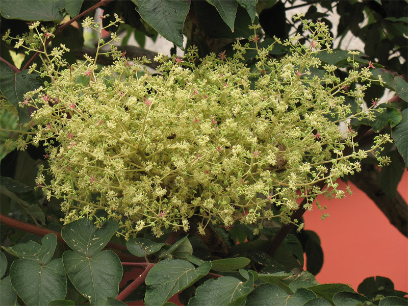 Изображение особи Aralia elata.