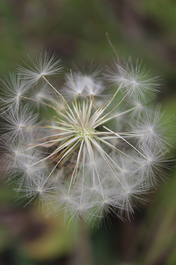 Image of Taraxacum serotinum specimen.