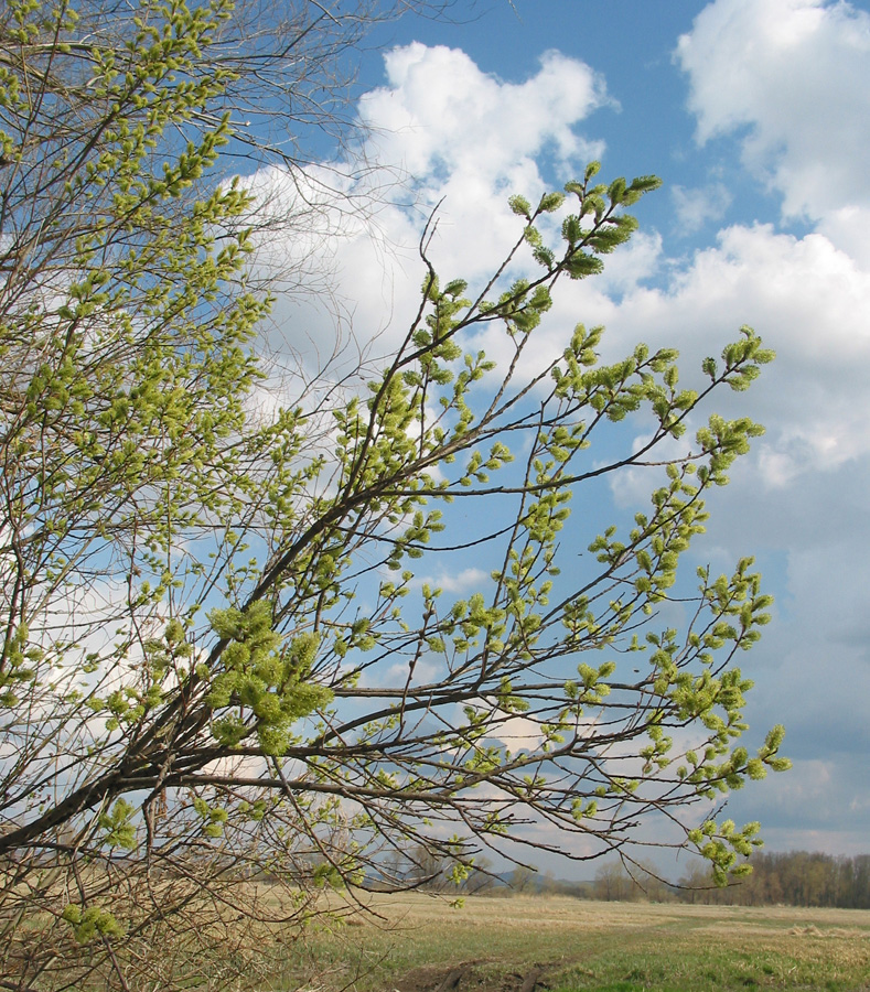 Image of Salix cinerea specimen.