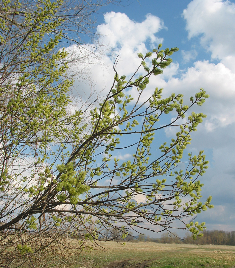 Изображение особи Salix cinerea.