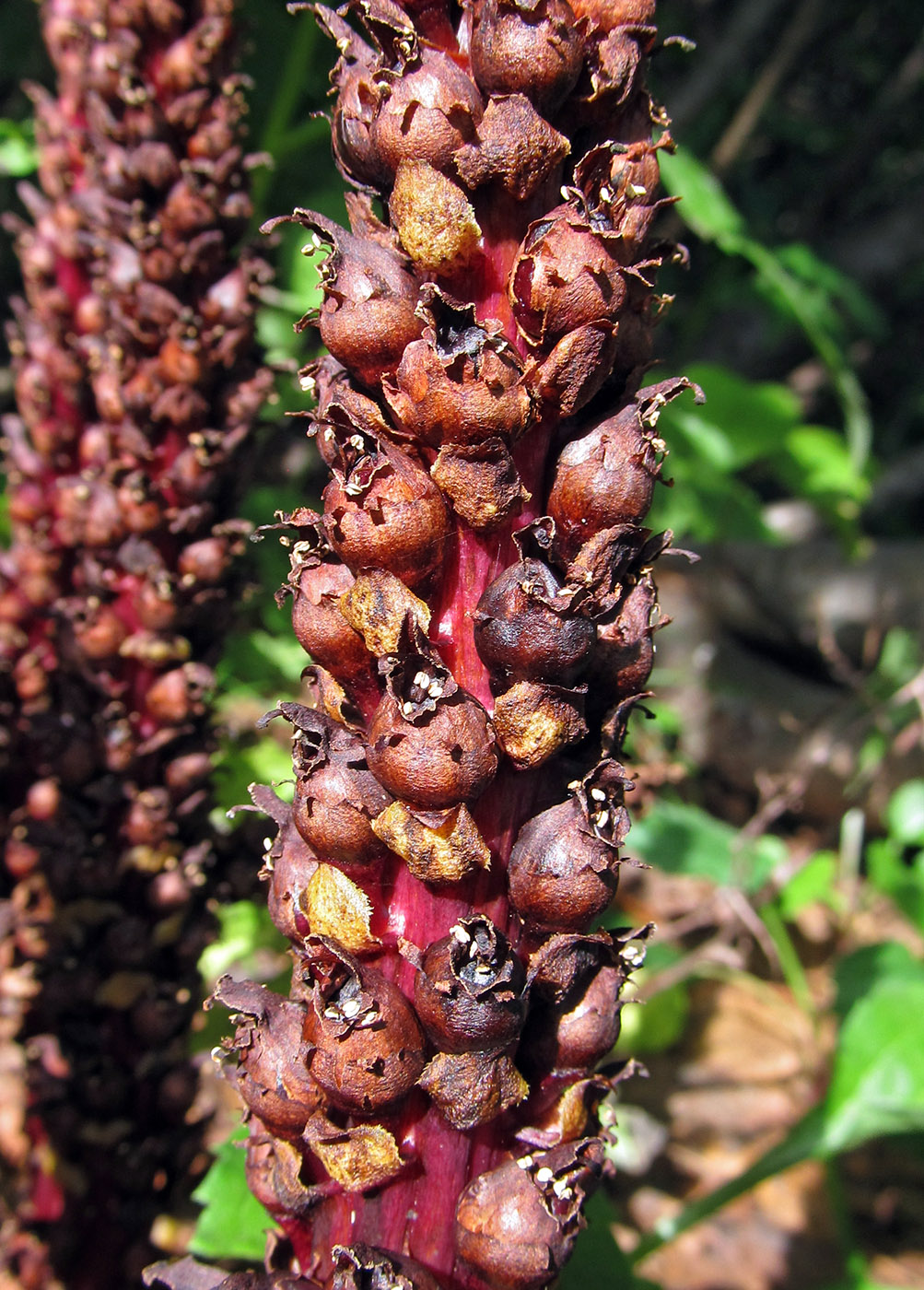 Image of Boschniakia rossica specimen.