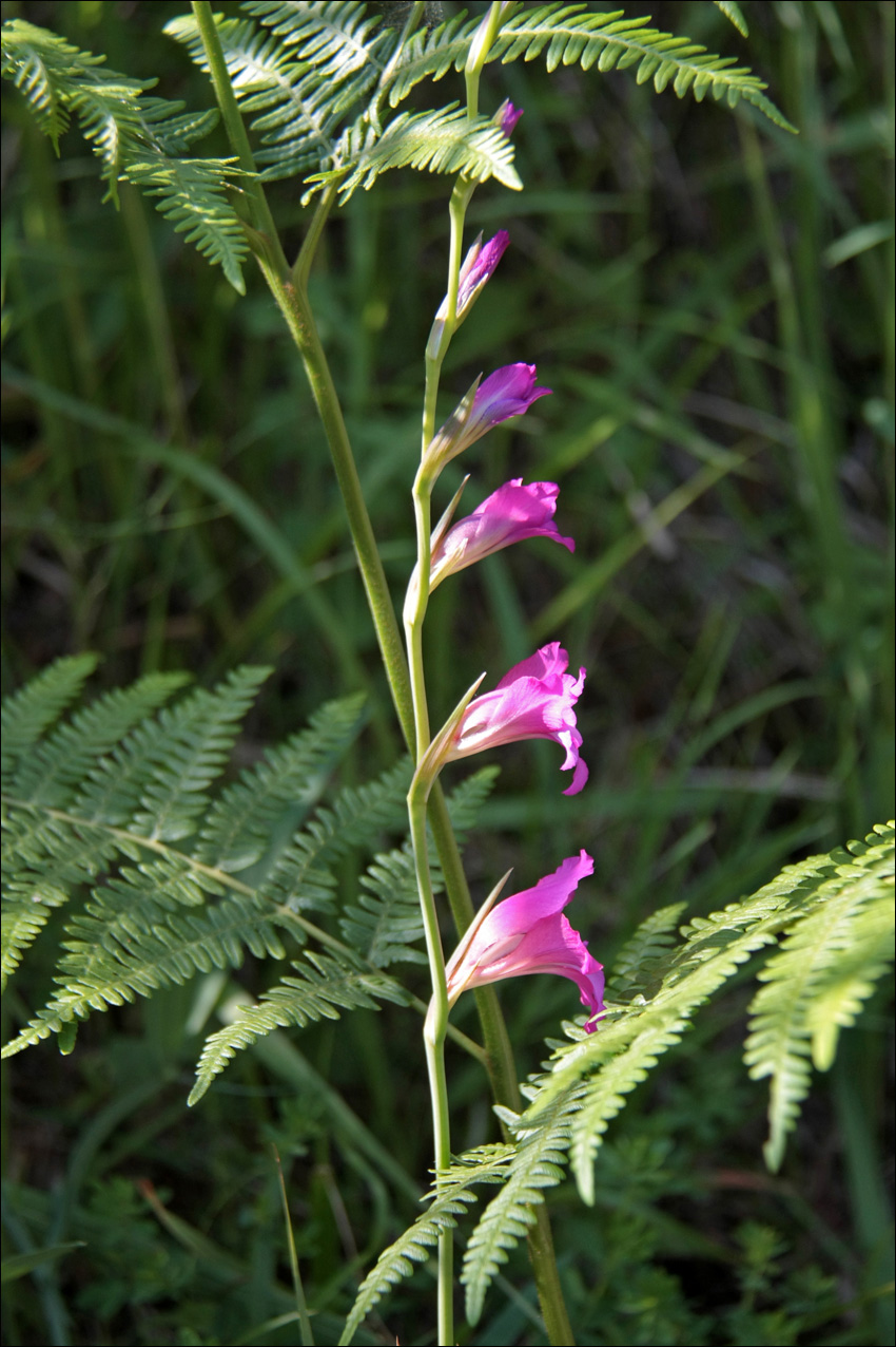 Image of Gladiolus italicus specimen.